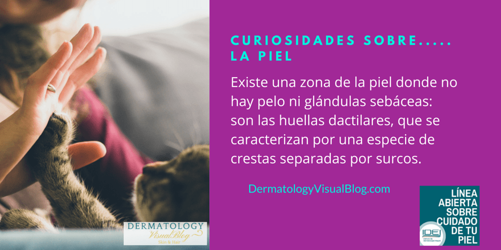 Cual es la zona de la piel dónde no hay pelo ni glándulas sebáceas? Cual es la zona de la piel dónde no hay pelo ni glándulas sebáceas?
