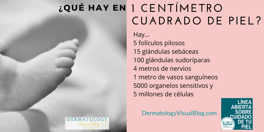 ¿Qué hay en un centímetro cuadrado de piel?